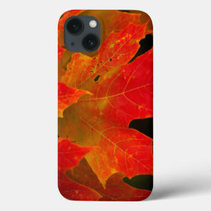 iPhone 13 Case Parc d'état d'Itasca, automne 2
