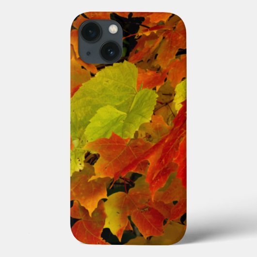 Coques Case-Mate iPhone Parc d'État d'Itasca, couleurs d'automne (Verso)
