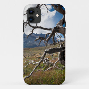 Coques Pour iPhone Parc national Torres del Paine, arbres endommagés