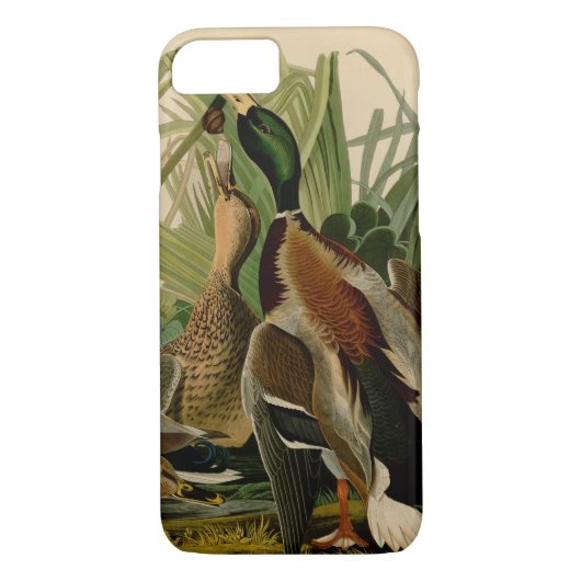 Coques Case-Mate iPhone Peinture d'oiseaux de Mallard Duck Audubon (Dos)