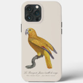 Coques Case-Mate iPhone Perroquet de Paradis de Cuba, Psittacus Paradisi (Verso)