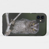 Coques Case-Mate iPhone Petit-duc de l'Est, Megascops asio, Otus 2 (Dos (Horizontal))