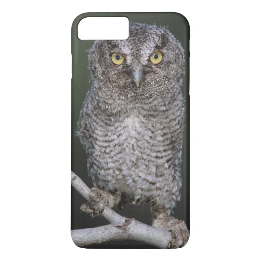 Coques Case-Mate iPhone Petit-duc de l'Est, Megascops asio, Otus 2 (Dos)