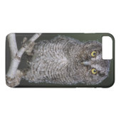 Coques Case-Mate iPhone Petit-duc de l'Est, Megascops asio, Otus 2 (Dos (Horizontal))