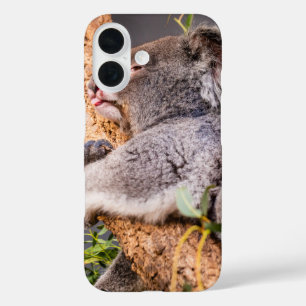 Coques iPhone 16 Petit koala doux