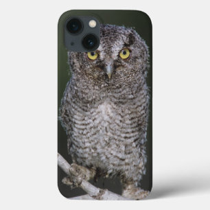 Coques Pour iPhone Petite Nyctale, Megascops asio, Otus 2