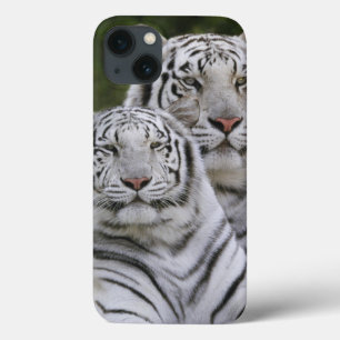 Coques Pour iPhone Phase blanche, tigre de Bengale, Tigre