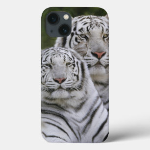 iPhone 13 Case Phase blanche, Tigre du Bengale, Tigre du Tigre, T