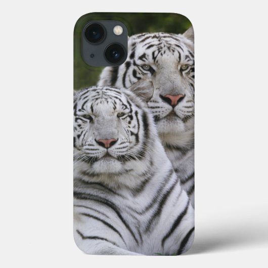 Coques Case-Mate iPhone Phase blanche, Tigre du Bengale, Tigris (Verso)
