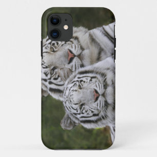 Coque iPhone 11 Phase blanche, Tigre du Bengale, Tigris