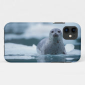 Coques Case-Mate iPhone phoque commun du pacifique, Phoca vitulina richard (Dos (Horizontal))