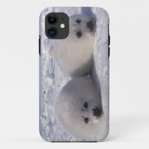Coques Pour iPhone Phoque du Groenland (Phoca groenlandica) Jeunes ph