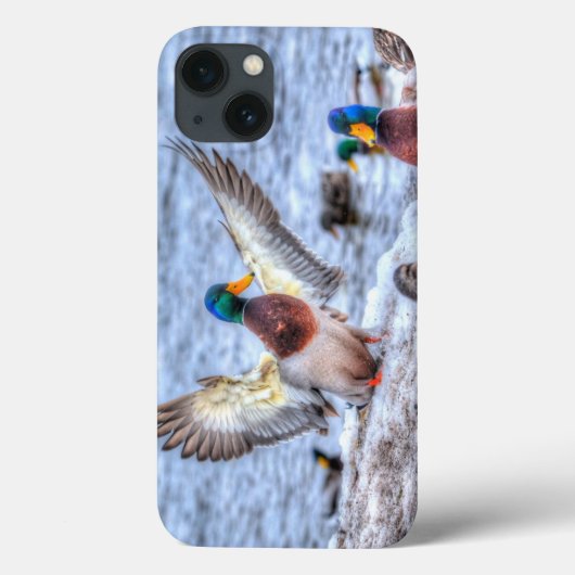 Coques Case-Mate iPhone Photo de la faune de Mallard Duck pour les amateur (Verso)