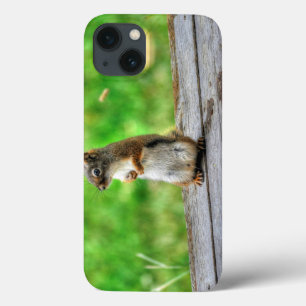 iPhone 13 Coque Photo de la faune de Young Homme Squirel Standing