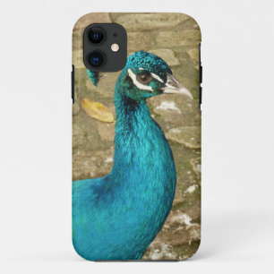Coque iPhone 11 Photographie de nature de paon magnifique