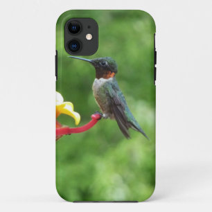 Coque iPhone 11 Photographie d'oiseau de colibri à gorge rubis