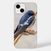 Coques Case-Mate iPhone Photographie d'oiseaux bleus de l'hirondelle, Cana (Verso)