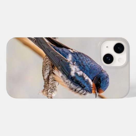 Coques Case-Mate iPhone Photographie d'oiseaux bleus de l'hirondelle, Cana (Verso (horizontal))