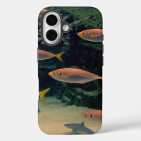 Photos de poisson rose sous l'eau