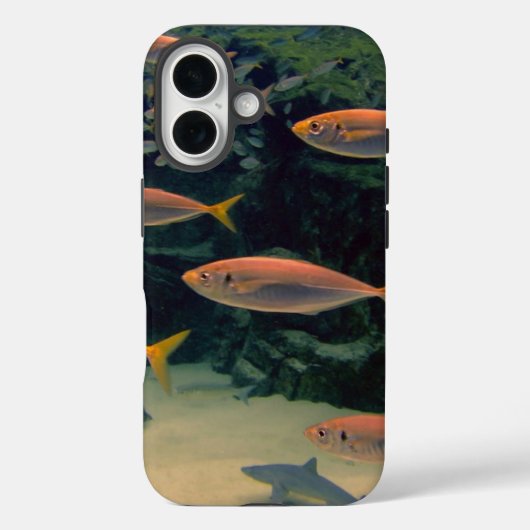 Coques Case-Mate iPhone Photos de poisson rose sous l'eau (Verso)