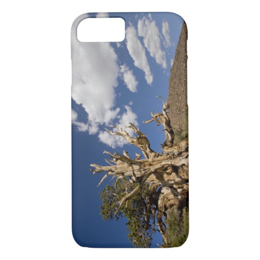 Coques Case-Mate iPhone pin à Bristlecone dans la forêt ancienne de Bristl (Dos)