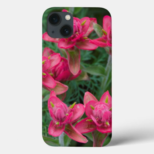 Coques Case-Mate iPhone Pinceau indien (Verso)