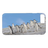 Coques Case-Mate iPhone Pingouins | Pygoscelis Antarctique (Dos (Horizontal))