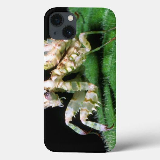 Coques Case-Mate iPhone Plan rapproché de mante hotentote (Verso)
