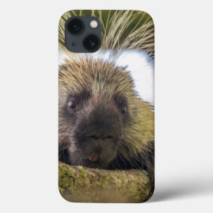 Coques Pour iPhone Plan rapproché de porc-épic dans un arbre