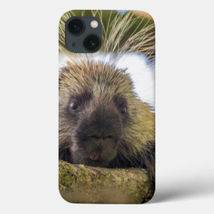 iPhone 13 Case Plan rapproché de porc-épic dans un arbre