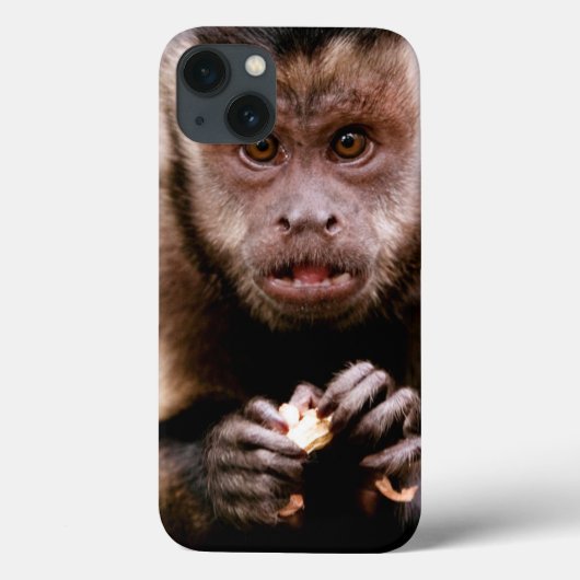 Coques Case-Mate iPhone Plan rapproché d'un singe noir-couvert de capucin (Verso)