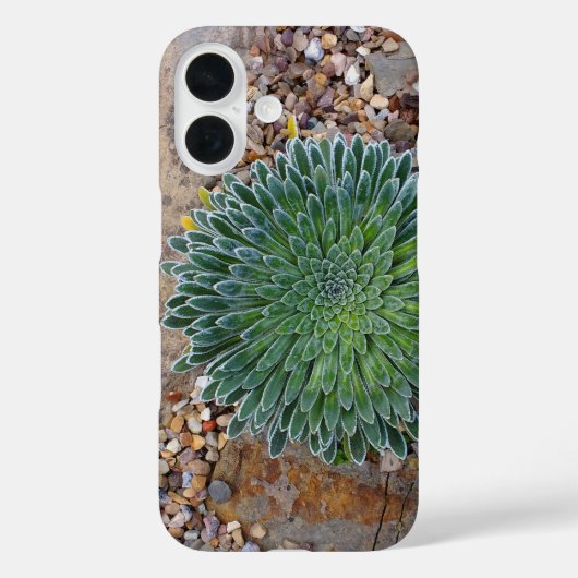 Coques Case-Mate iPhone plante succulente du désert (Verso)