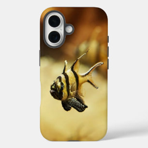 Coques iPhone 16 Poisson-ange rayé Solitaire sous l'eau