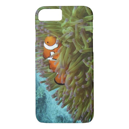 Coques Case-Mate iPhone Poisson clown ( Amphiprion ocellaris ) (Dos)