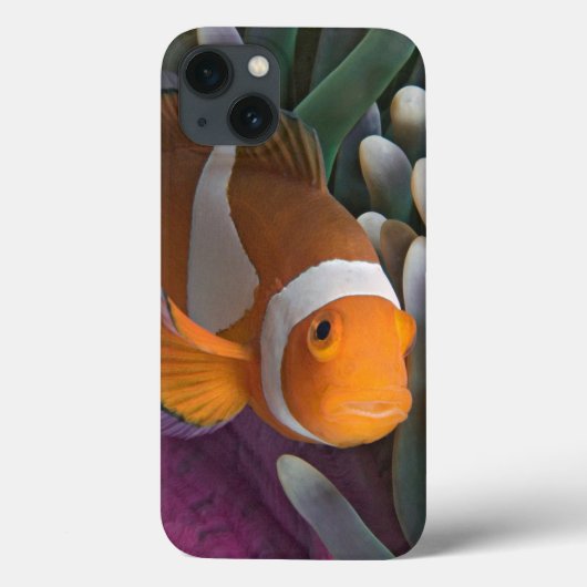 Coques Case-Mate iPhone Poisson d'anémone clown occidental (Verso)
