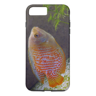 Case-Mate iPhone Case Poisson nain Gourami