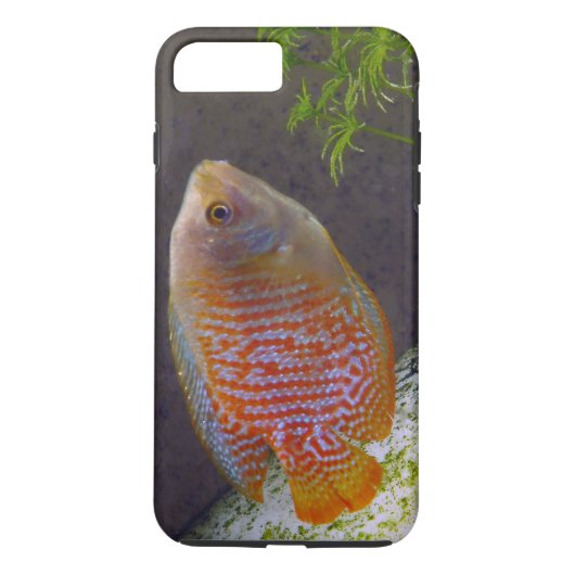 Coques Case-Mate iPhone Poisson nain Gourami (Dos)