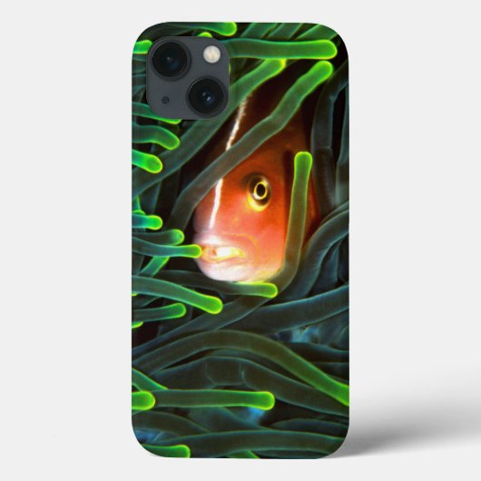 Coques Case-Mate iPhone Poissons d'anémone se cachant dans l'anémone, (Verso)
