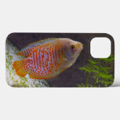 Coques Case-Mate iPhone Poissons nains de Gourami (Verso (horizontal))