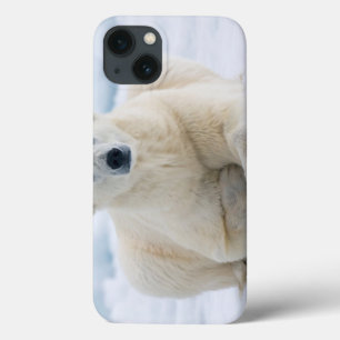 iPhone 13 Coque Polaires adultes concernent la banquise d'été