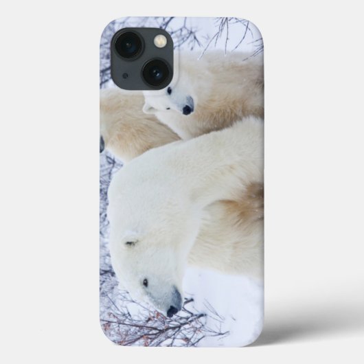 Coques Case-Mate iPhone Polar Bears and Two cubs (Verso)