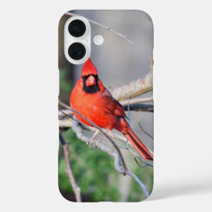 Coques iPhone 16 Portrait cardinal rouge