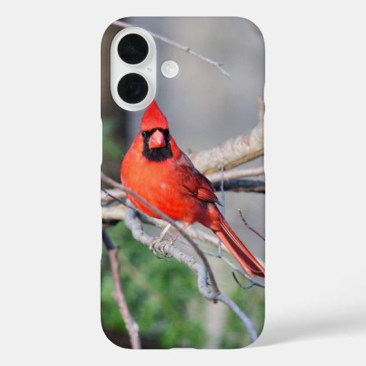 Coques Case-Mate iPhone Portrait cardinal rouge (Verso)
