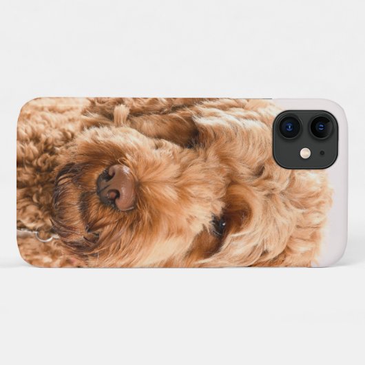 Coques Case-Mate iPhone Portrait de Goldendoodle Studio (Dos (Horizontal))