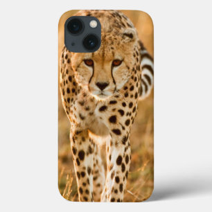 iPhone 13 Coque Portrait de guépard (Acinonyx Jubatus), Maasai