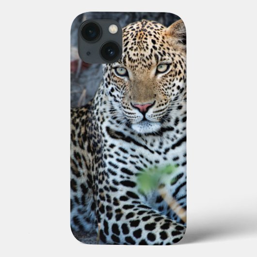 Coques Case-Mate iPhone portrait de léopard en gros plan assis (Verso)