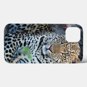 Coques Case-Mate iPhone portrait de léopard en gros plan assis (Verso (horizontal))