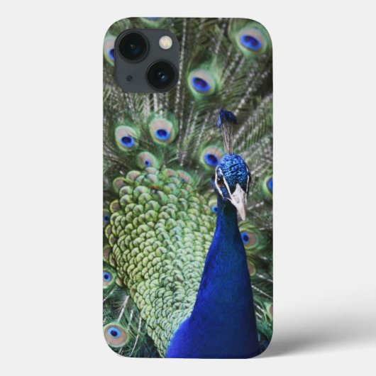 Coques Case-Mate iPhone Portrait de paon avec des plumes (Verso)