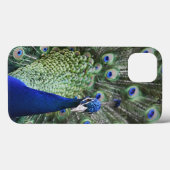Coques Case-Mate iPhone Portrait de paon avec des plumes (Verso (horizontal))