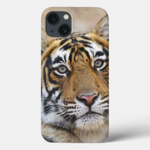 iPhone 13 Case Portrait du tigre du Bengale royal, Ranthambhor